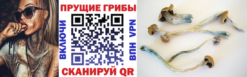 omg вход  Нарьян-Мар  Псилоцибиновые грибы Cubensis 